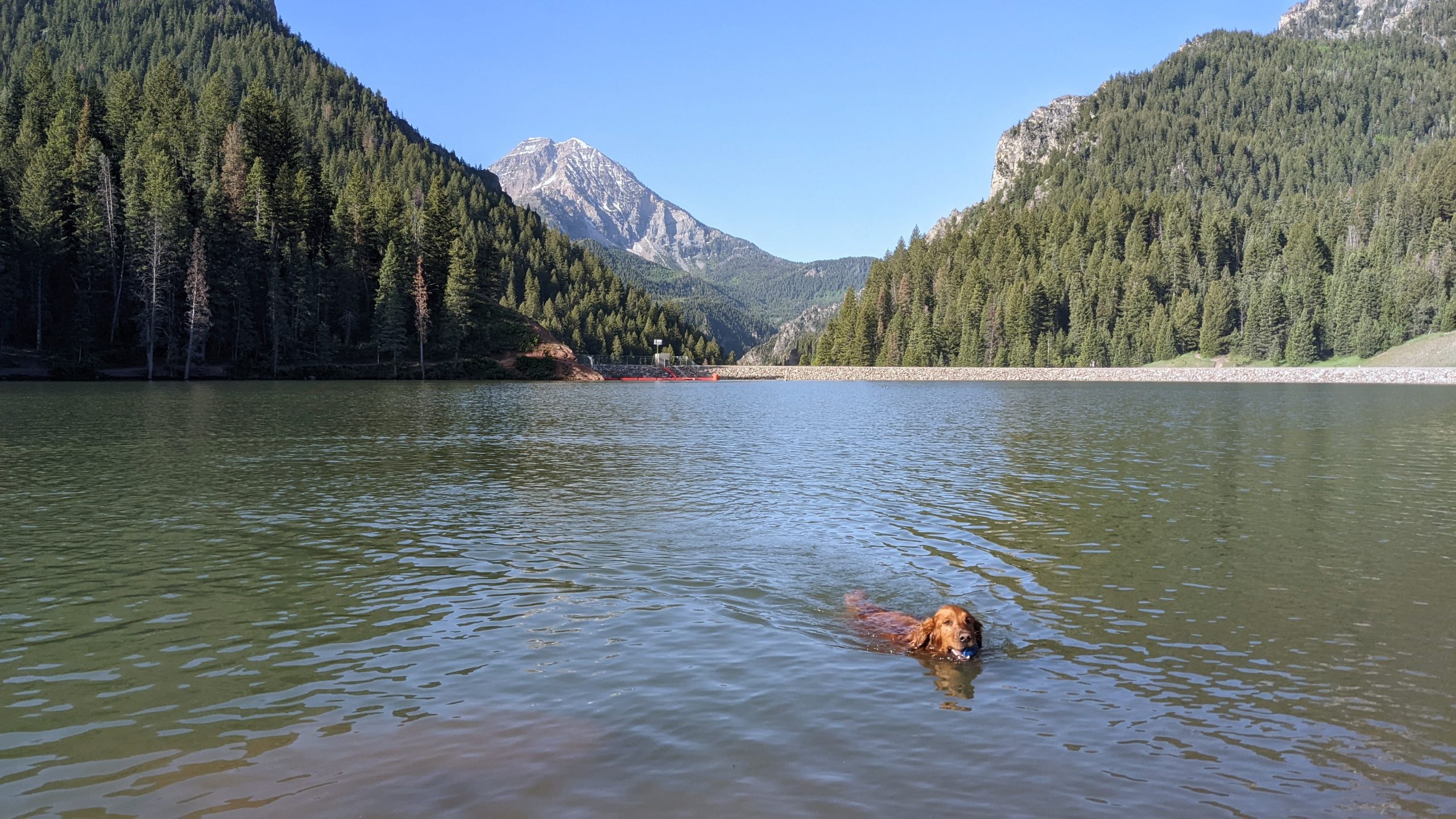 A red golden retriever swims in Tibble Fork Reservoir with Mount TImpanogos in the background