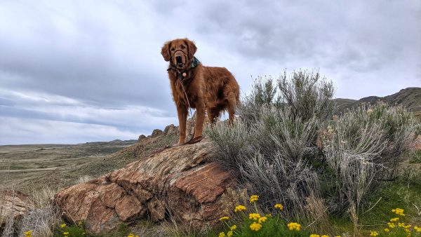 Best Dog Friendly State Parks In Utah