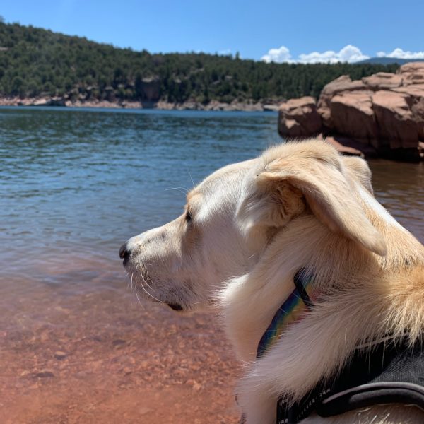 Dog-Friendly Travel Guide For Utah’s Flaming Gorge 