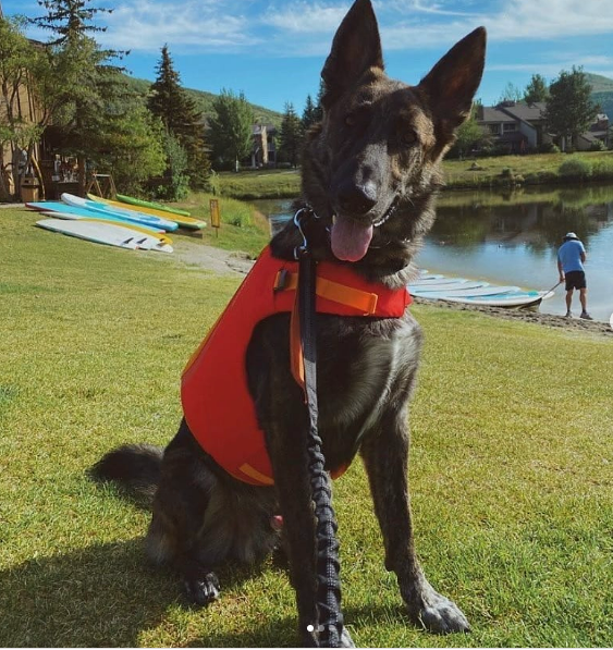 SUP With Your Pup Stand Up Paddle Boarding With Your Dog Near