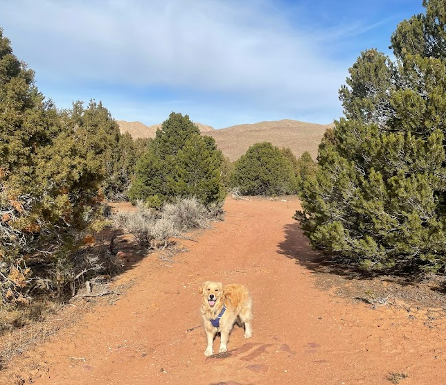 Dog friendly hotsell camping and hiking