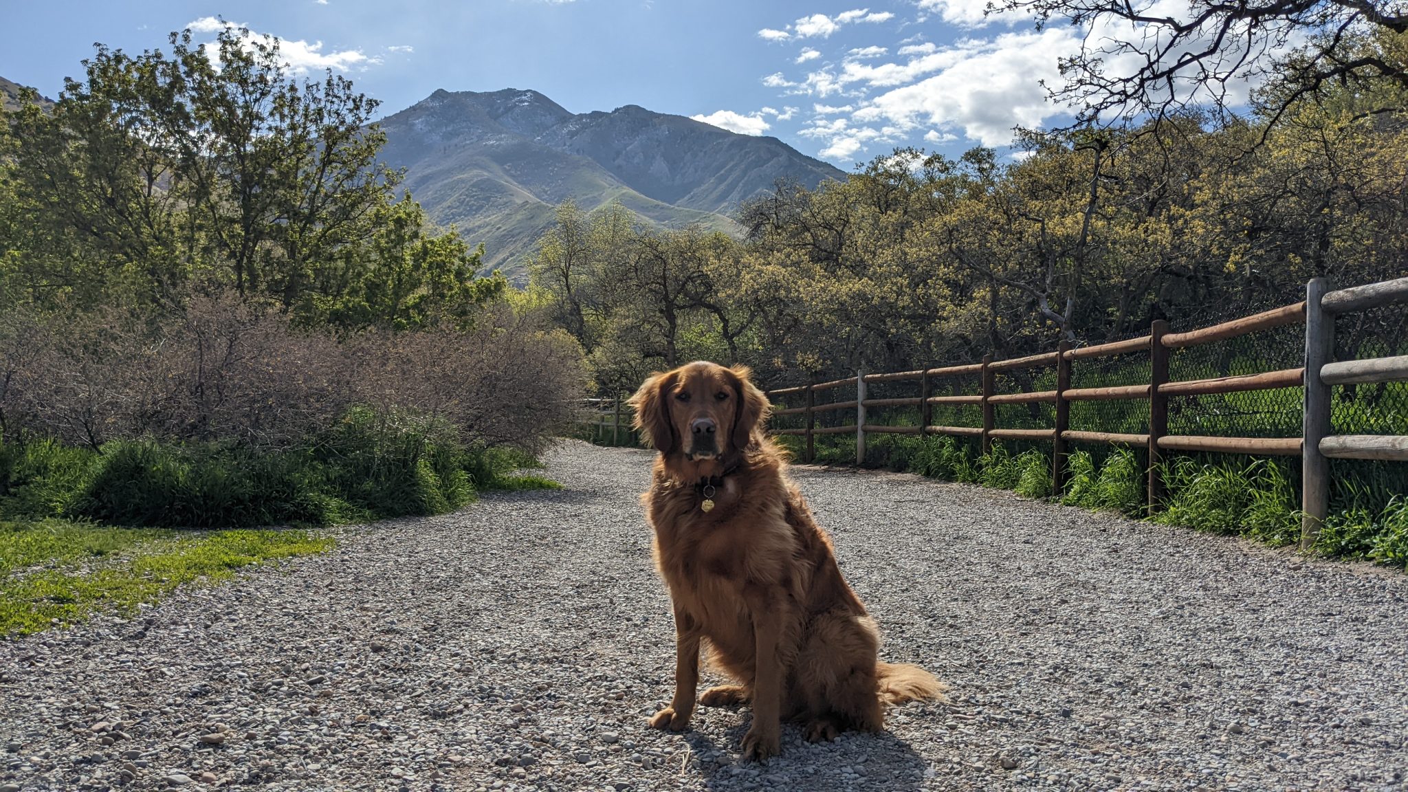 A Dog Owner's Guide to Tanner Park Dog Friendly SLC