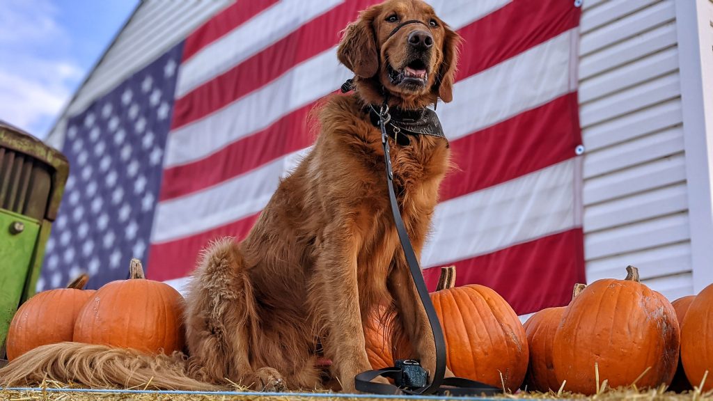 6 Great Fall Activities for Dogs