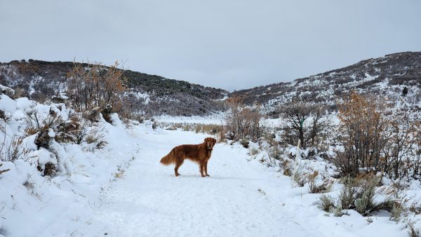 Dog Friendly Cross-Country Skiing Locations in Northern Utah