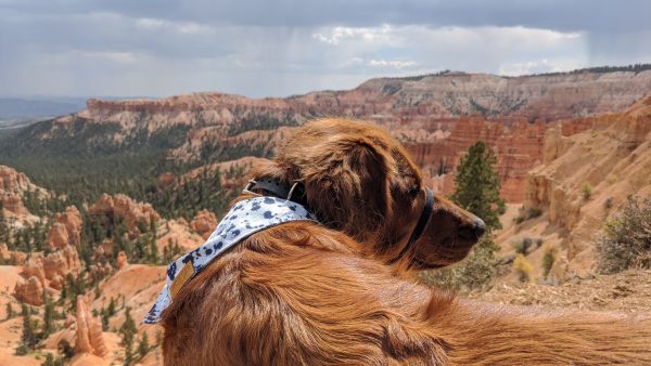Exploring The Mighty 5 With Your Dog