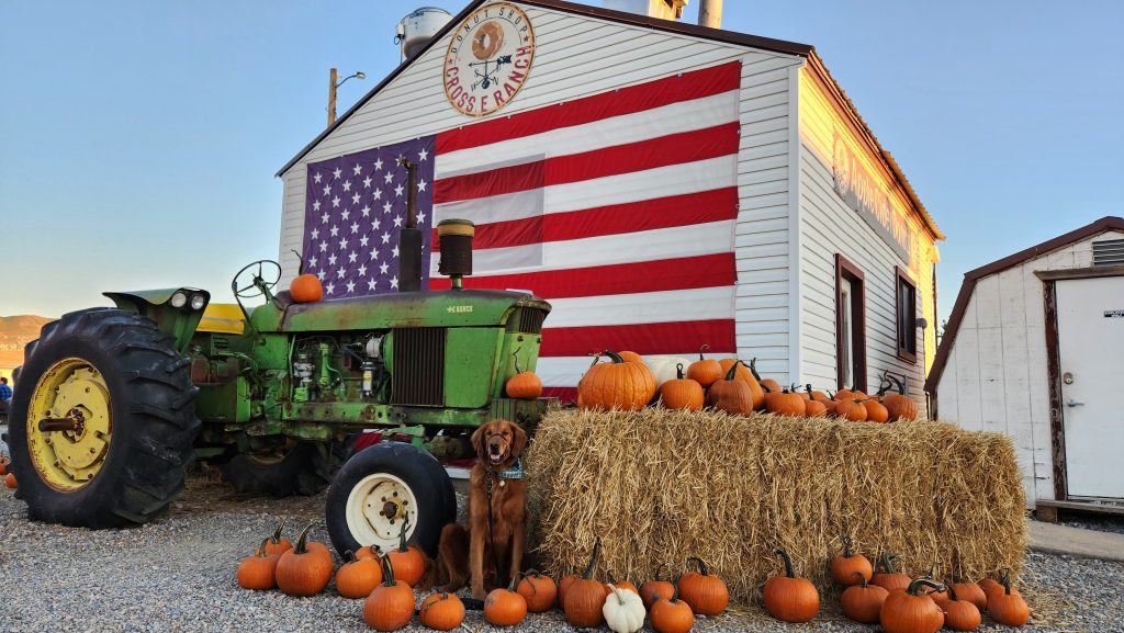 A golden retriever sits in front of a farm building with a large American Flag at Cross E Ranch. A vintage green tractor, large hay bale, and array of pumpkins surround the dog.