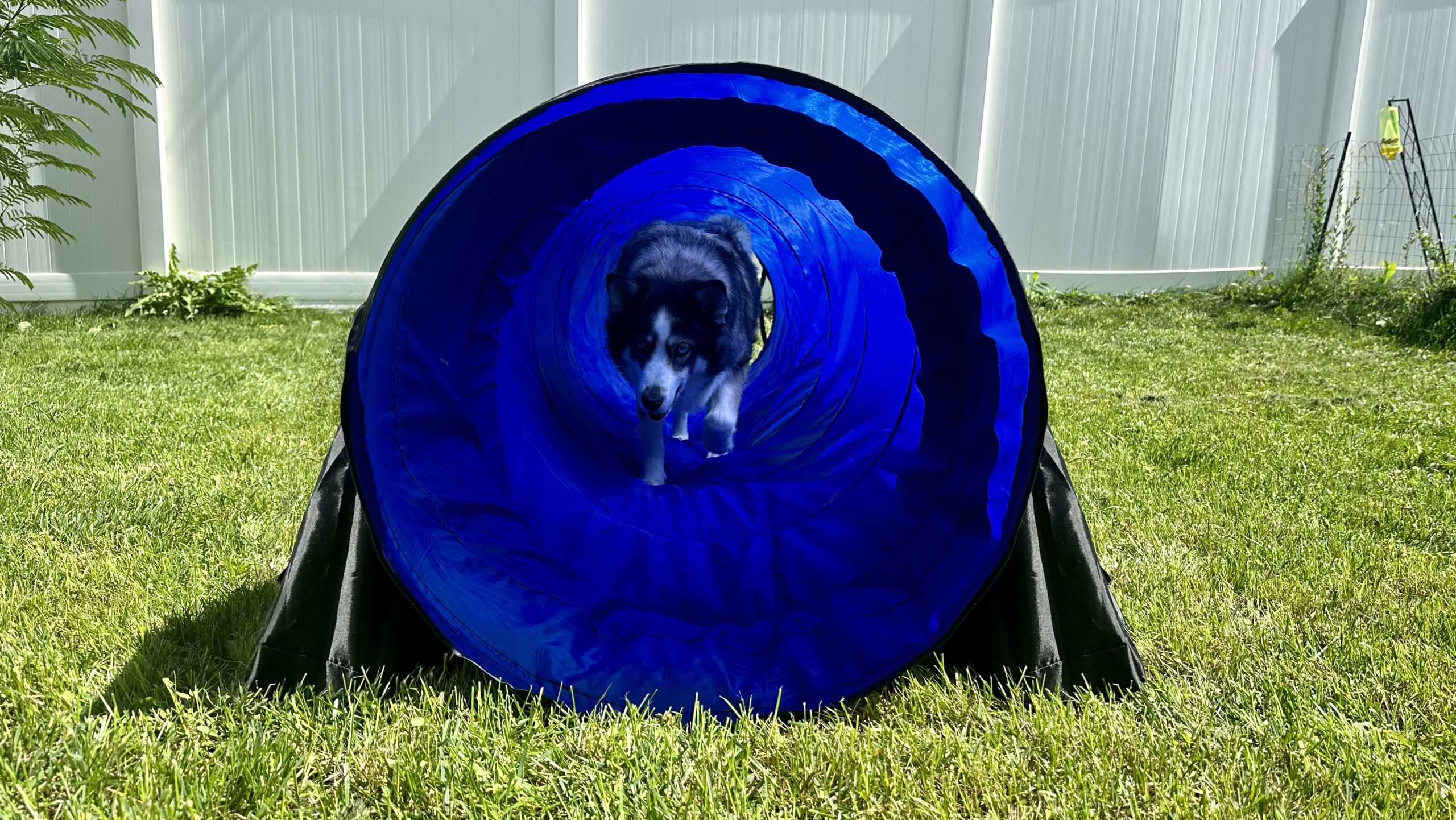 Non Competition Agility Workshop Dog Friendly SLC